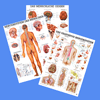 Anatomische und Medizinische Lehrtafeln und Poster