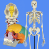 K�nstliche Skelette und Modelle
